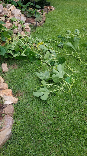 Home Improvement Store «Tractor Supply Co.», reviews and photos, 2220 Eatonton Rd, Madison, GA 30650, USA