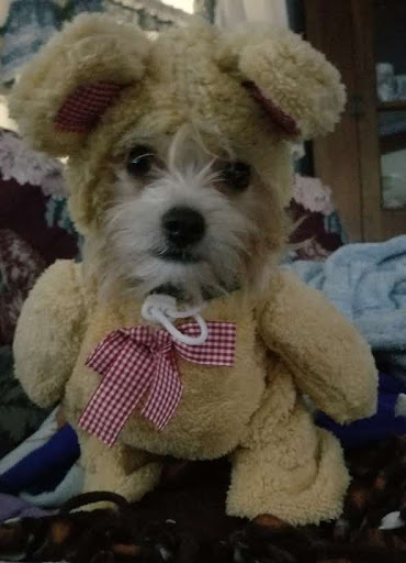 Pet Supply Store «Healthy Pet Center», reviews and photos, 775 New Loudon Rd, Latham, NY 12110, USA