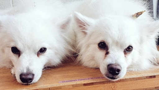 Car Wash «Quick Clean Car & Pet Wash Store, Ltd.», reviews and photos, 2500 Mayfair Rd, Akron, OH 44312, USA