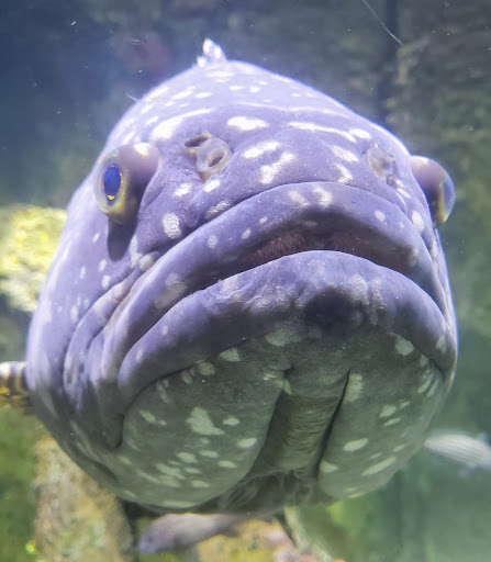 Aquarium «Wonders Of Wildlife National Museum & Aquarium», reviews and photos, 500 W Sunshine St, Springfield, MO 65807, USA