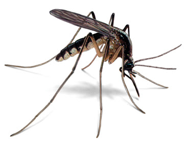 A1 Exterminators | Pest Control Solutions