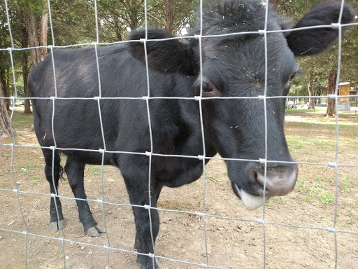 Tourist Attraction «Lucky Ladd Farms», reviews and photos, 4374 Rocky Glade Rd, Eagleville, TN 37060, USA