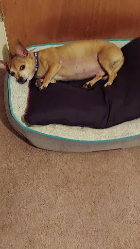 Pet Supply Store «PetSmart», reviews and photos, 1236 Greenbrier Pkwy, Chesapeake, VA 23320, USA