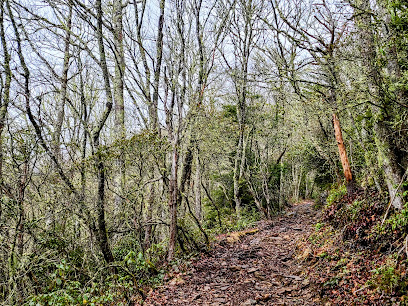 Mt Sterling Trail, GSMNP