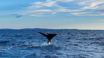 Sea of Whales Adventures