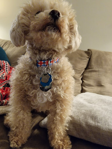 Pet Supply Store «Fetch Pet Supplies & Gifts», reviews and photos, 1332 E Republic Rd, Springfield, MO 65804, USA