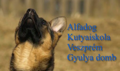 Értékelések erről a helyről: Alfadog kutyaiskola, Veszprém - Iskola