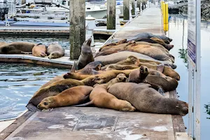 Sea Lion Island image