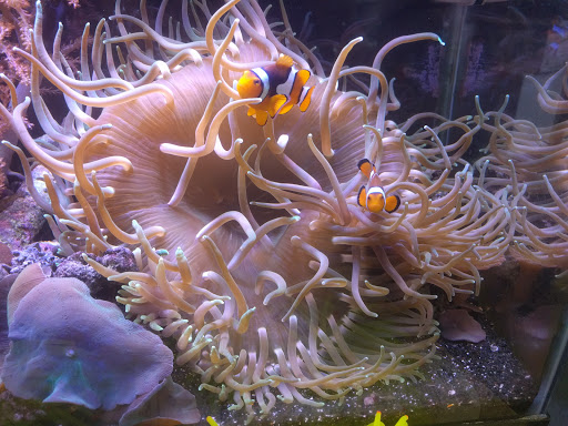 Pet Store «The Aquarium & Fish Store», reviews and photos, 710 W Lumsden Rd, Brandon, FL 33511, USA