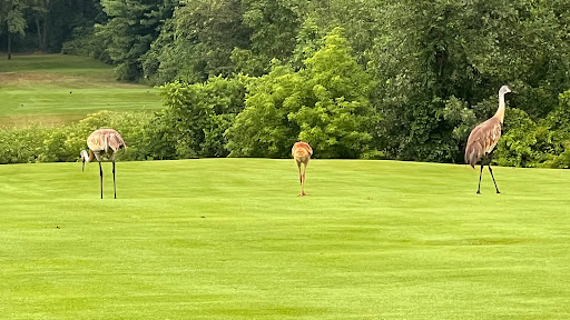 Golf Club «Blackheath Golf Club», reviews and photos, 3311 N Rochester Rd, Rochester, MI 48306, USA