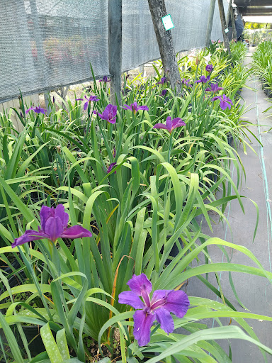 Landscape Designer «Santa Barbara Nursery», reviews and photos, 20425 SW 177th Ave, Miami, FL 33187, USA