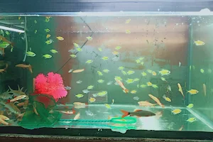 Sri Ganesh Aquariums and pets image