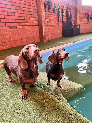 Soggy Dogs K9 Swim Centre - Dog trainer