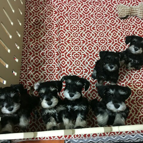 Blessed Haven Miniature Schnauzer Puppies - Niles, MI