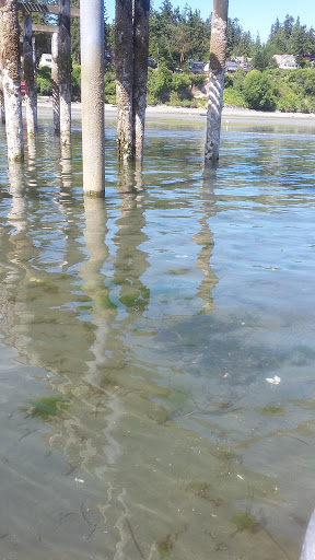 Grocery Store «Indianola Country Store & Deli», reviews and photos, 9175 NE Shore Dr, Indianola, WA 98342, USA