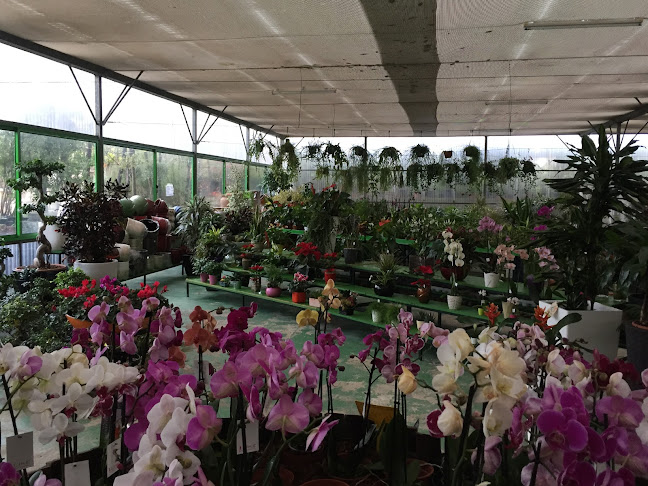 Avaliações doOasis Plantas - Centro de Jardinagem em Felgueiras - Jardinagem