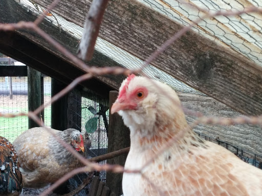 Gift Shop «Rose & Thorn», reviews and photos, 10050 Bodega Hwy, Sebastopol, CA 95472, USA