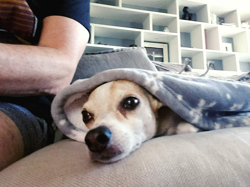 Pet Supply Store «Petco Animal Supplies», reviews and photos, 2910 Wilshire Blvd, Santa Monica, CA 90403, USA