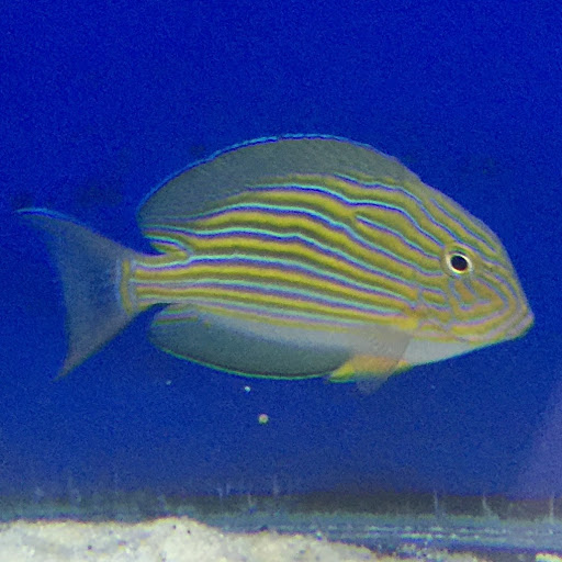 Tropical Fish Store «Hooked On Reefs», reviews and photos, 228 Hibiscus St #1, Jupiter, FL 33458, USA