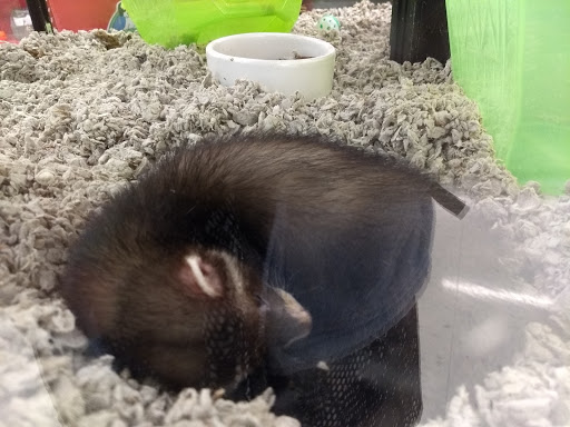 Pet Supply Store «Petco Animal Supplies», reviews and photos, 7811 Alexander Promenade PI, Raleigh, NC 27617, USA