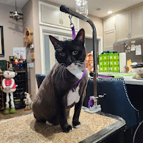 D'vine Pet Spa & Grooming LLC - Photo 8 - Car repair in , Winter Haven