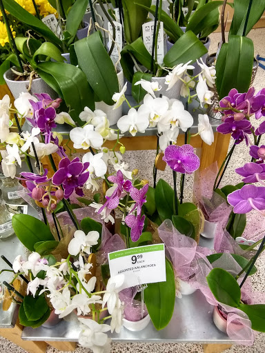 Supermarket «Publix Super Market at Muscle Shoals Commons», reviews and photos, 3220 Woodward Ave, Muscle Shoals, AL 35661, USA