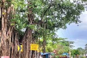 Kalliassery Banyan tree image