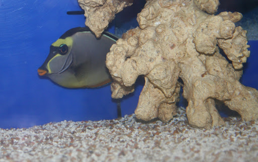 Tropical Fish Store «Aquatic Treasures/Bruces Pond Shop», reviews and photos, 20708 Gudith Rd, Brownstown Charter Twp, MI 48183, USA