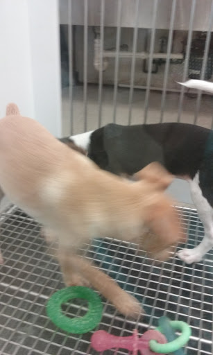 Pet Store «Petland», reviews and photos, 5470 Dixie Hwy, Fairfield, OH 45014, USA