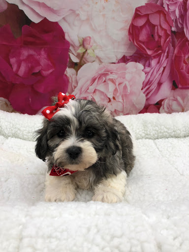 Pet Store «Happiness Is Pets Vi», reviews and photos, 616 E Roosevelt Rd, Lombard, IL 60148, USA