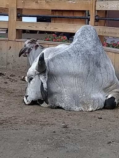 Childrens Farm «Best Long Island Pumpkin Picking», reviews and photos, 250 Old Country Rd, Melville, NY 11747, USA