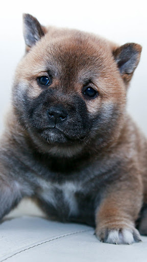 Garner Animal Hospital image