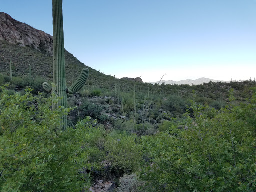 Tourist Attraction «Linda Vista Trail», reviews and photos, 730 E Linda Vista Rd, Oro Valley, AZ 85737, USA