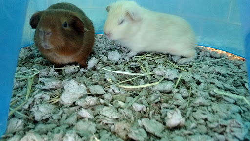 Pet Supply Store «Kahoots Feed & Pet Store», reviews and photos, 10360 Mason Ave, Chatsworth, CA 91311, USA