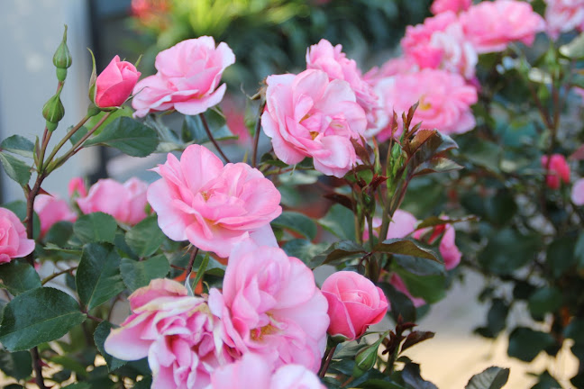 Rezensionen über Müller Blumen und Garten GmbH in Freiburg - Gartenbauer