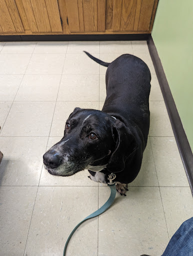 Sutton Animal Hospital