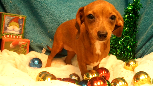 Dog Breeder «Playful Pets», reviews and photos, 115 Ridge Pike, Conshohocken, PA 19428, USA