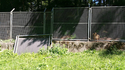SVPA - Société Vosgienne de Protection Animale à Brouvelieures