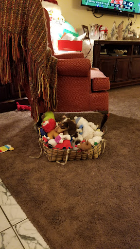 Pet Supply Store «PetSmart», reviews and photos, 700 Lafayette Rd #211, Seabrook, NH 03874, USA