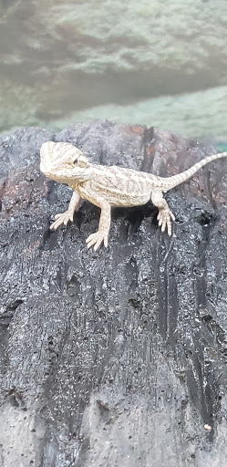 Pet Supply Store «Petco Animal Supplies», reviews and photos, 1401 E Spring Valley Rd, Richardson, TX 75081, USA