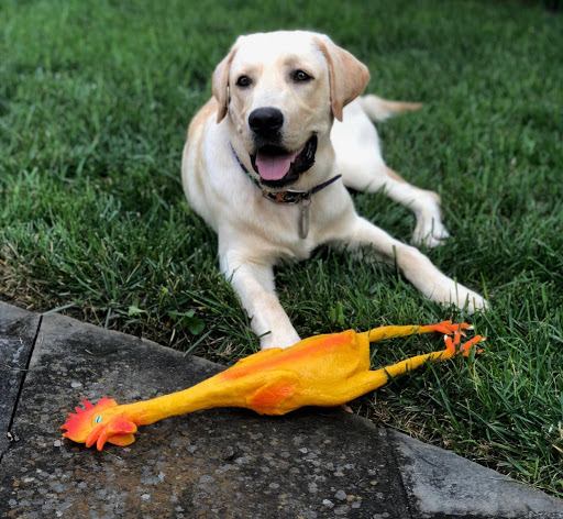 Pet Groomer «The Pet Set - Buckhead», reviews and photos, 2480 Briarcliff Rd NE #3, Atlanta, GA 30329, USA