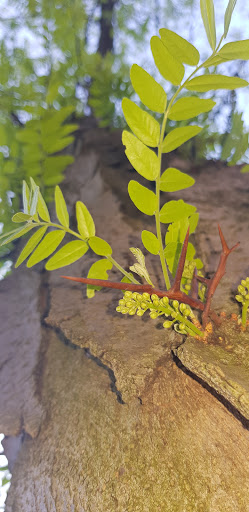 Park «Military Park», reviews and photos, 51 Park Pl, Newark, NJ 07102, USA