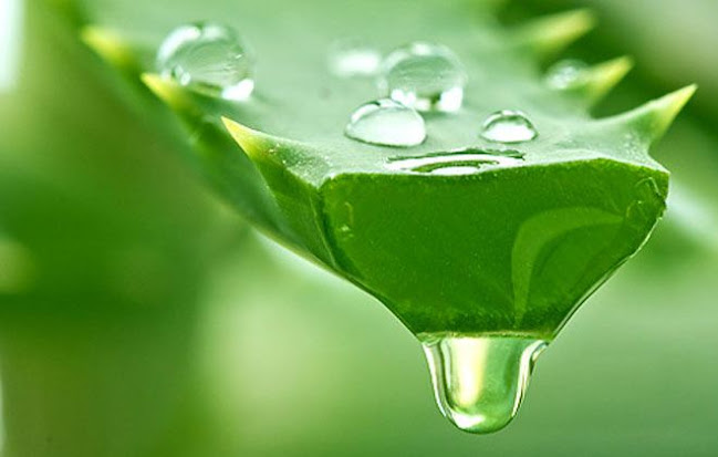 Βiocretanlife - Άγιος Νικόλαος