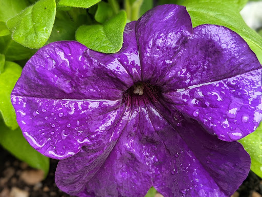 Convenience Store «Bi-Mart», reviews and photos, 4315 SE Woodstock Blvd, Portland, OR 97206, USA