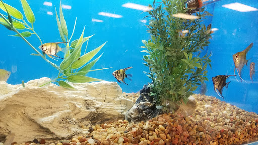 Pet Supply Store «PetSmart», reviews and photos, 9589 Ridgetop Blvd NW, Silverdale, WA 98383, USA