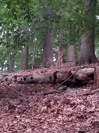 Golf Course «Galloping Hill Park and Golf Course», reviews and photos, 3 Golf Dr, Kenilworth, NJ 07033, USA