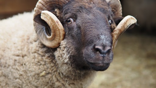 Non-Profit Organization «Buffalo Niagara Heritage Village», reviews and photos, 3755 Tonawanda Creek Rd, Amherst, NY 14228, USA