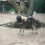 Photo n° 12 de l'avis de alexandre.o fait le 05/08/2023 à 22:42 pour Zoo de La Palmyre à Les Mathes