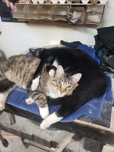 Pet Supply Store «PetSmart», reviews and photos, 4240 S Mooney Blvd, Visalia, CA 93277, USA