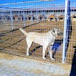 Kangal Kaymakamlığı Köpek Yetiştirme Çiftliği